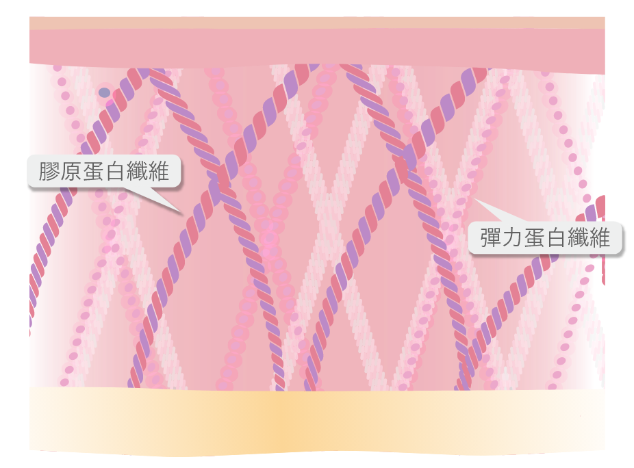 刺激膠原及彈力蛋白增新